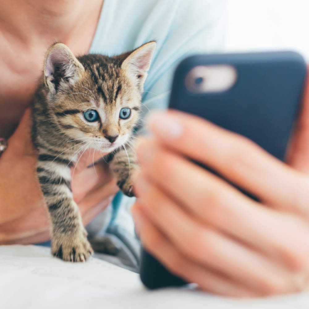 young woman lying on bed with tabby kitten and watching on phone